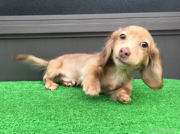 ID：1912-01072の子犬