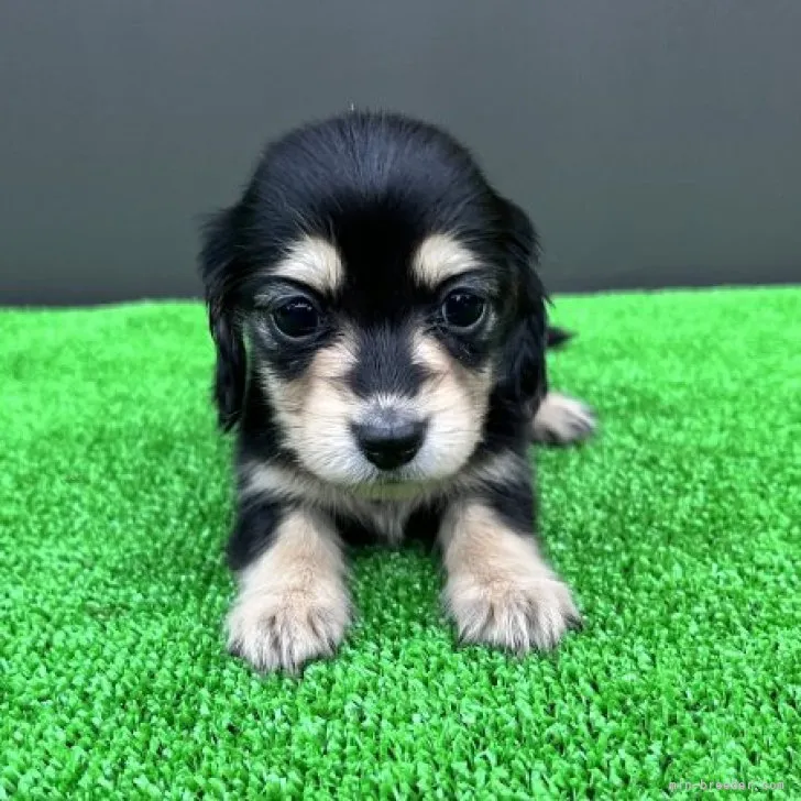 ID:2311-00849の子犬