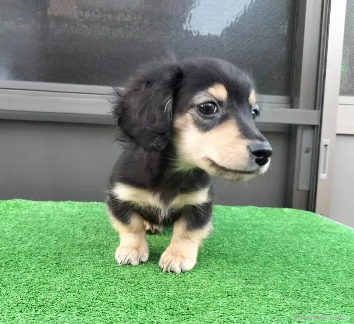 moon 様のお迎えした子犬