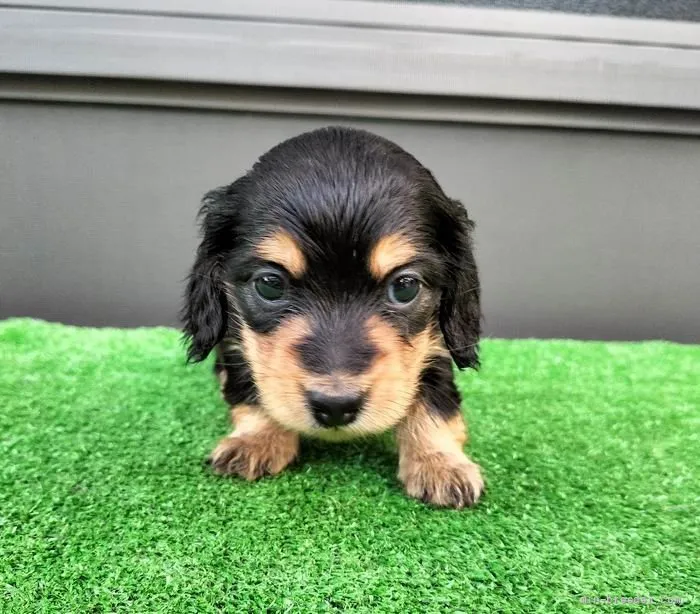 ID:2110-03728の子犬