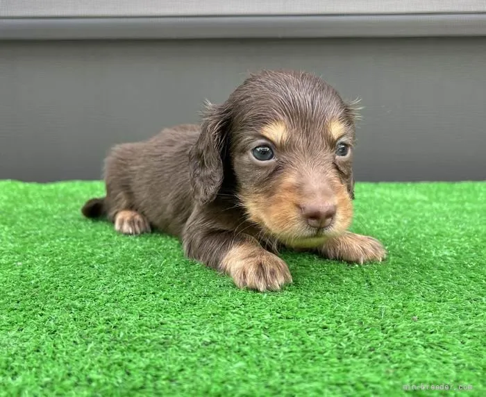 ID:2110-00386の子犬