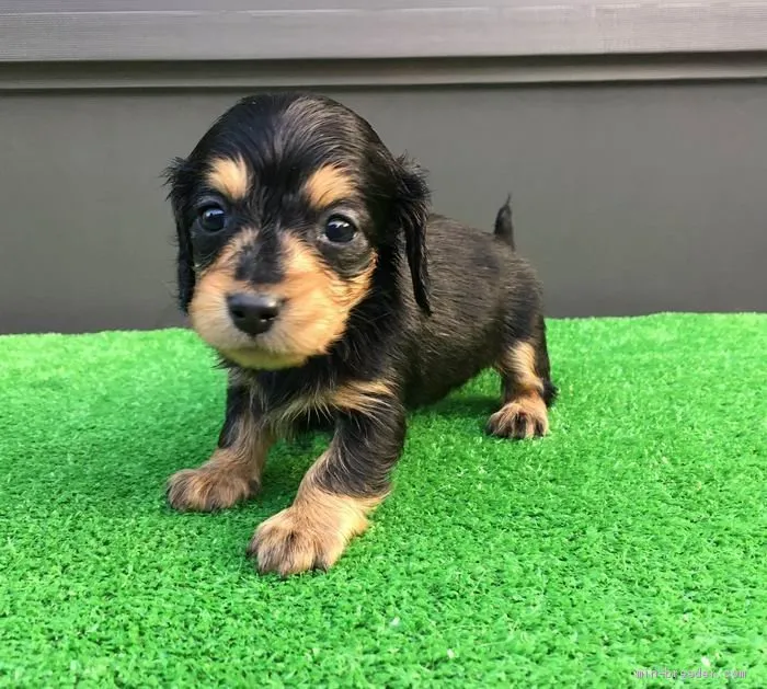 ID：2004-02992の子犬