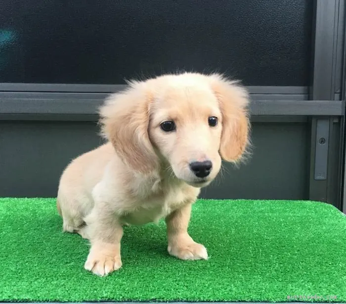 ID：1911-02591の子犬