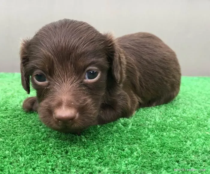 ID:1707-02116の子犬