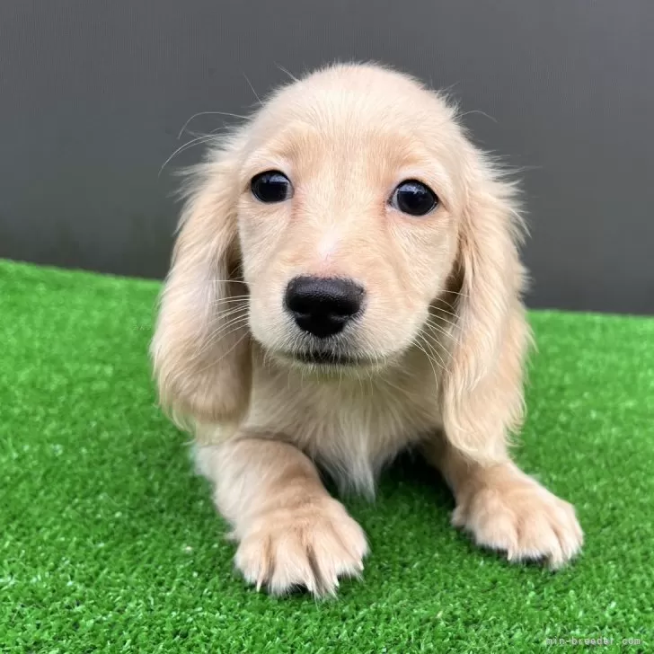 K.T 様のお迎えした子犬