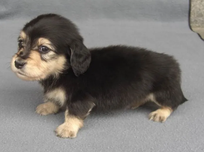 なっちゃん 様のお迎えした子犬