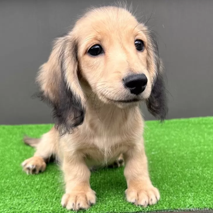 ID:2409-08014の子犬