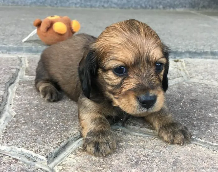 ID:1705-00109の子犬