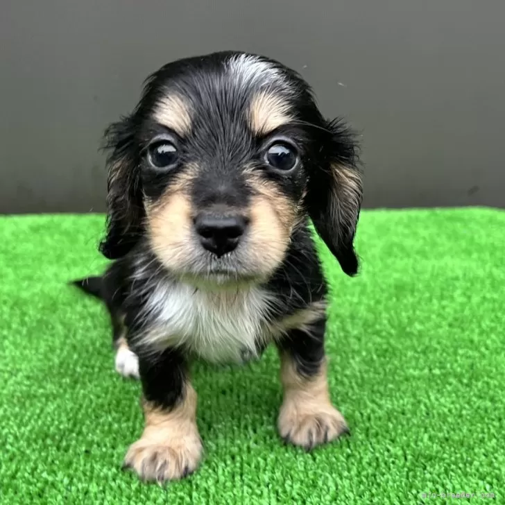 ID：2403-00702の子犬