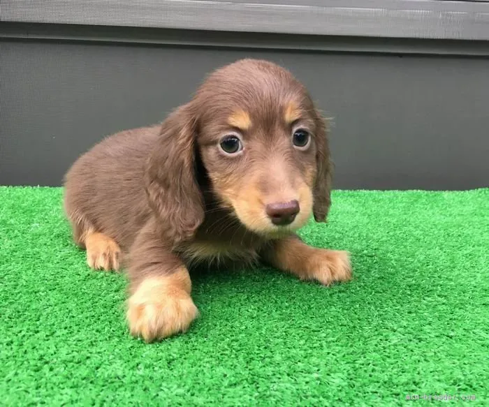 ID:2009-01495の子犬