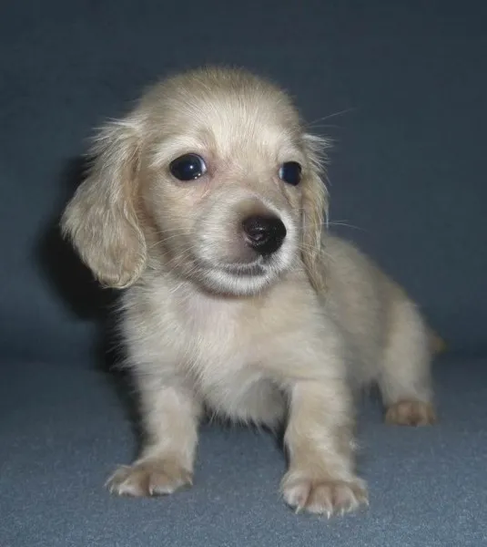 ID：1406-00490の子犬