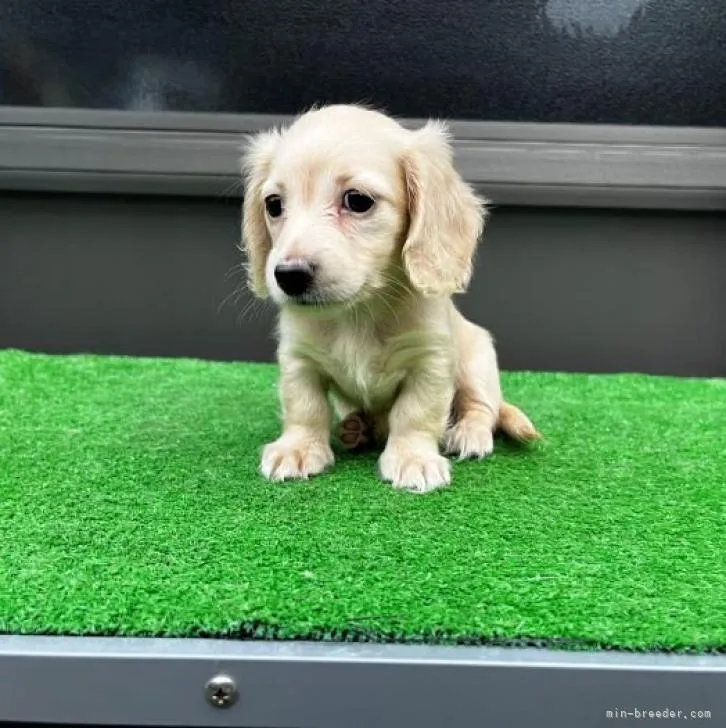 ID:2208-01992の子犬