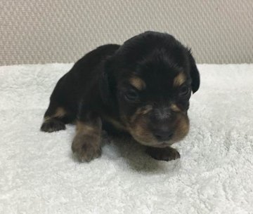カニンヘンダックスフンド(ロング)【兵庫県・女の子・2017年1月16日・ブラック&タン】の写真「PRAの発症ありません。」