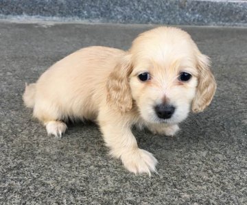 カニンヘンダックスフンド(ロング)【兵庫県・男の子・2017年3月15日・イエロー】の写真「可愛い子犬でPRA発症しません。」