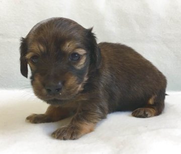 カニンヘンダックスフンド(ロング)【兵庫県・女の子・2017年3月21日・レッド】の写真「可愛い子犬、PRA発症しません」