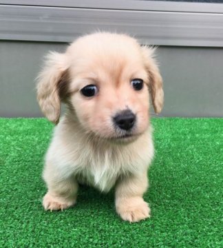 カニンヘンダックスフンド(ロング)【兵庫県・女の子・2019年1月15日・イエロー】の写真「可愛いイエローの仔犬 PRA安心です。」