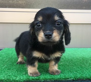 カニンヘンダックスフンド(ロング)【兵庫県・女の子・2017年9月21日・ブラック&タン】の写真「可愛い子犬、両親PRAクリア」