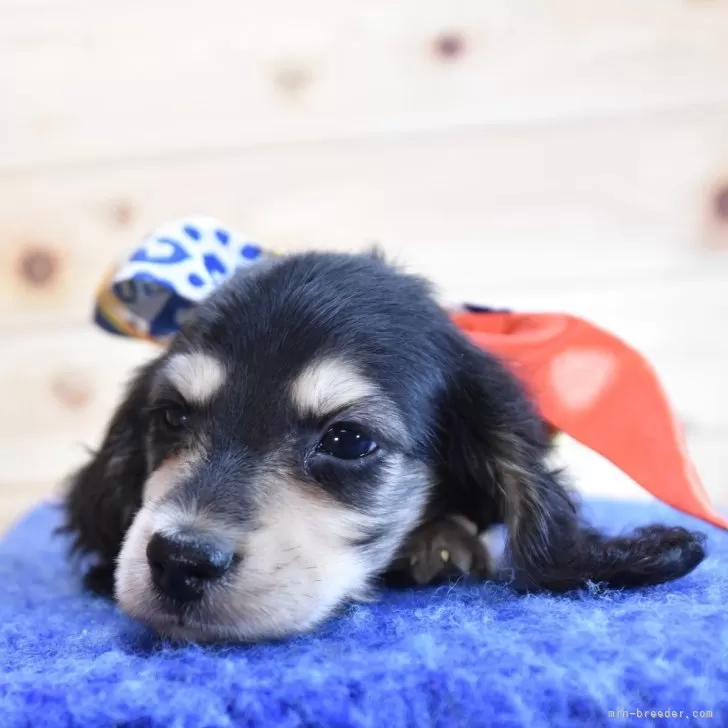 ID：2509-05717の子犬