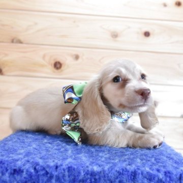 ミニチュアダックスフンド(ロング)【愛媛県・女の子・2025年8月20日・イエロー】の写真「ミニチュアダックス専門犬舎⭐️綺麗なお顔」