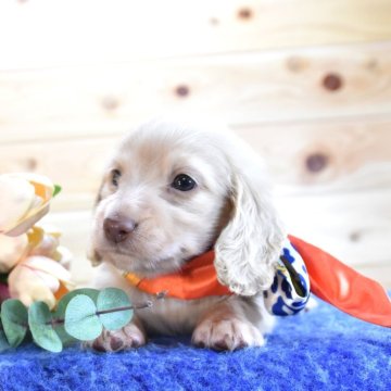 ミニチュアダックスフンド(ロング)【愛媛県・男の子・2025年5月3日・イエロー】の写真「ダックス専門犬舎⭐︎」
