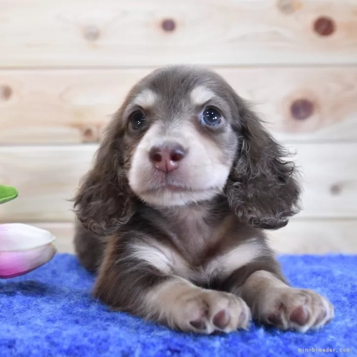ID:2407-07981の子犬