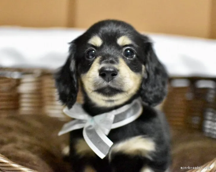 K.Ｉ 様のお迎えした子犬