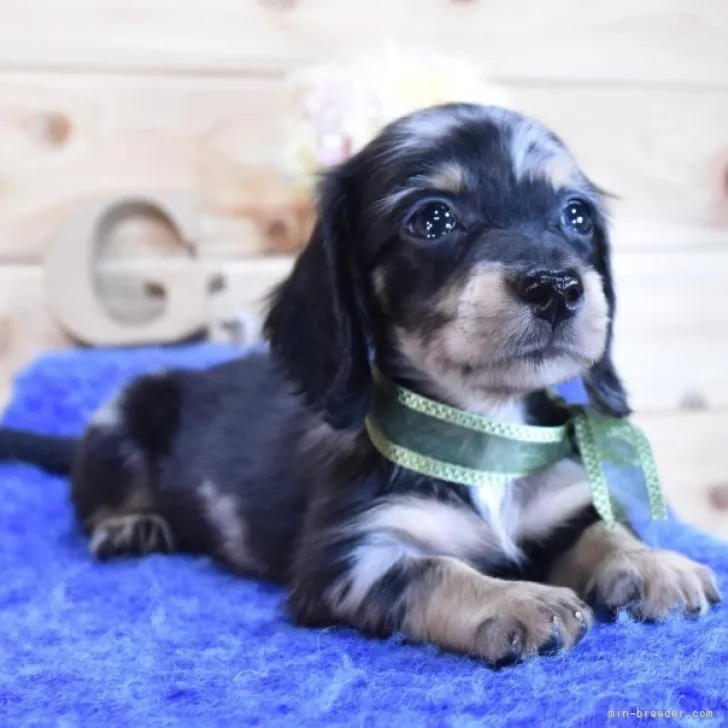 ID:2309-01835の子犬