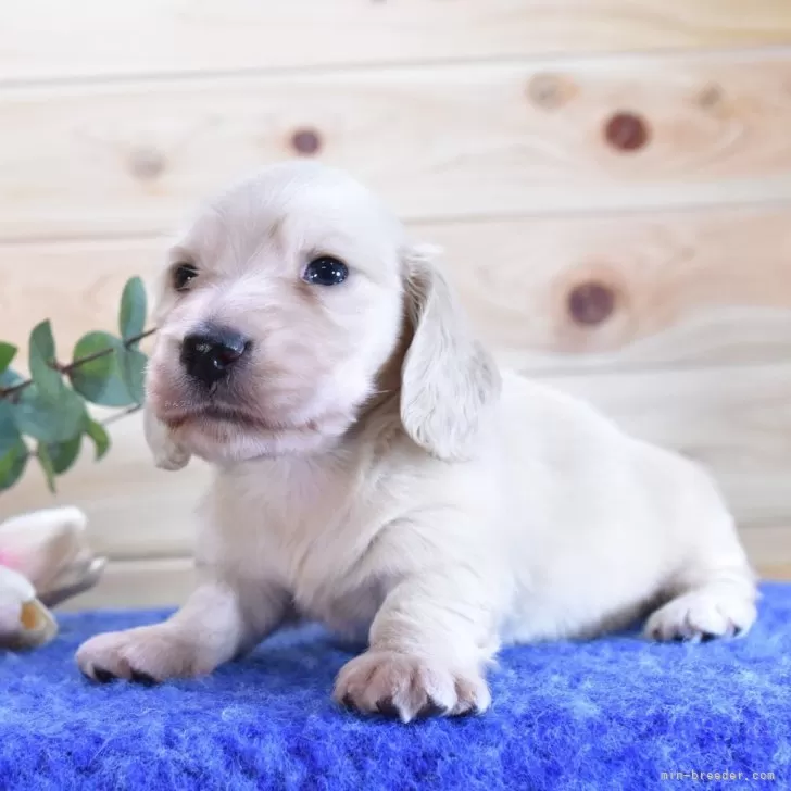 ID:2406-02035の子犬