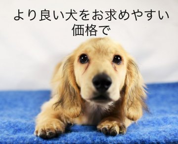 ミニチュアダックスフンド(ロング)【愛媛県・男の子・2021年5月12日・シェーデッドイエロー】の写真「すぐお散歩できます🎶」