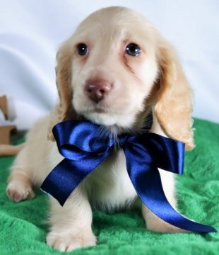 ミニチュアダックスフンド(ロング)【愛媛県・男の子・2021年12月20日・イエロー】の写真「ダックス専門犬舎☆いつでもお迎え可能」