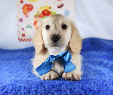 ミニチュアダックスフンド(ロング)【愛媛県・男の子・2021年11月5日・イエロー】の写真「ダックス専門犬舎✨」
