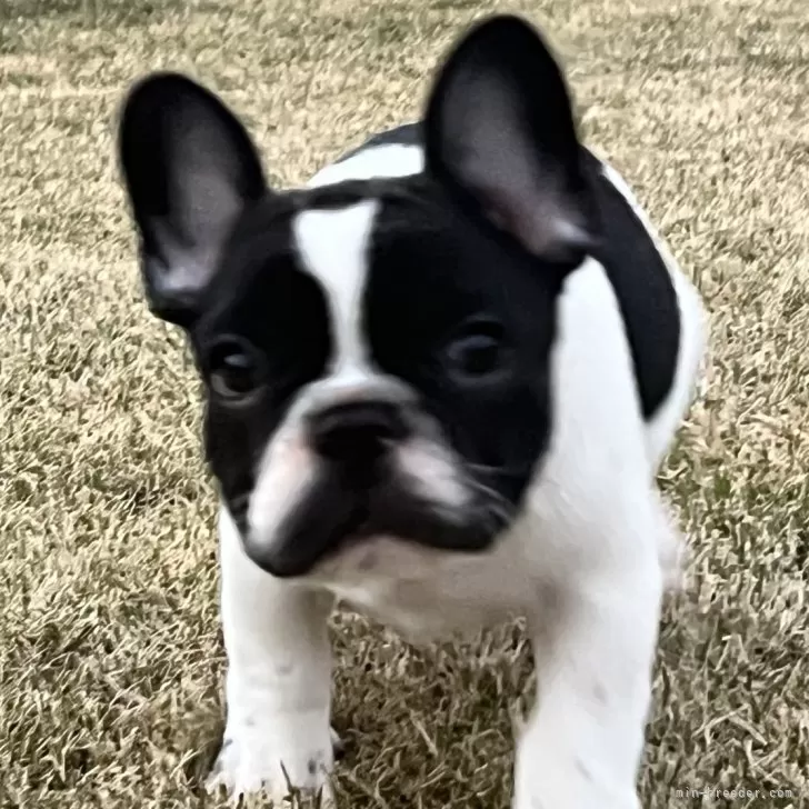ID：2411-05259の子犬