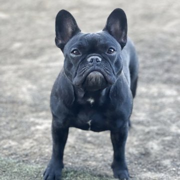 フレンチブルドッグ【香川県・女の子・2024年9月15日・ブリンドル】の写真「小振りな女の子」