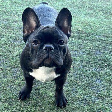 フレンチブルドッグ【香川県・女の子・2025年4月23日・ブリンドル】の写真「お顔の可愛い女の子」