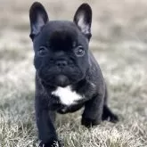 フレンチブルドッグ