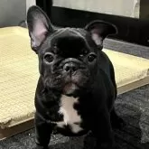 フレンチブルドッグ