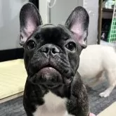 フレンチブルドッグ