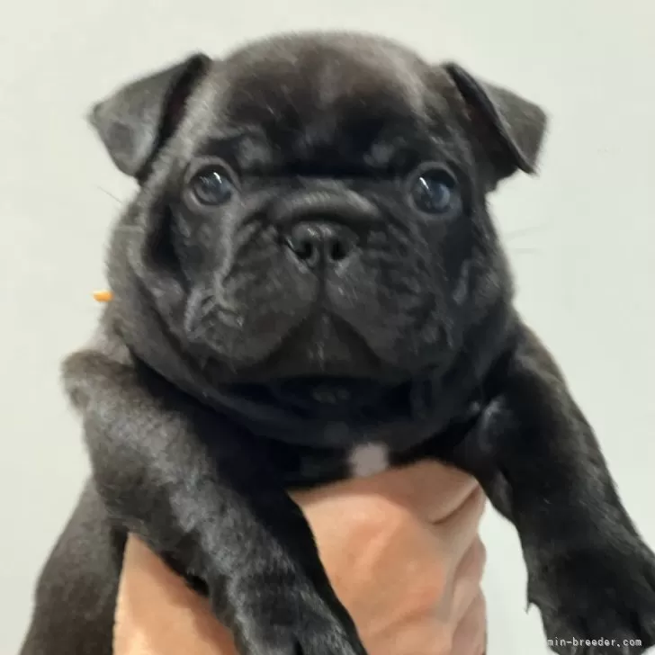 ID：2409-04719の子犬
