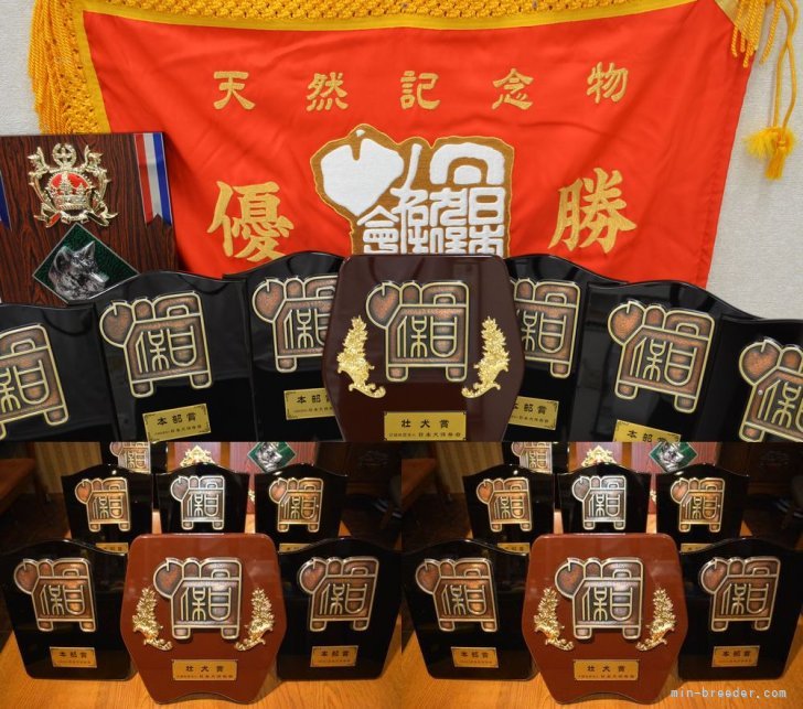 優秀な血統で作出した柴犬は、躾易く健康です。｜西方　範彦(にしかた　のりひこ)ブリーダー(埼玉県・柴犬・日本犬保存会登録)の紹介写真4