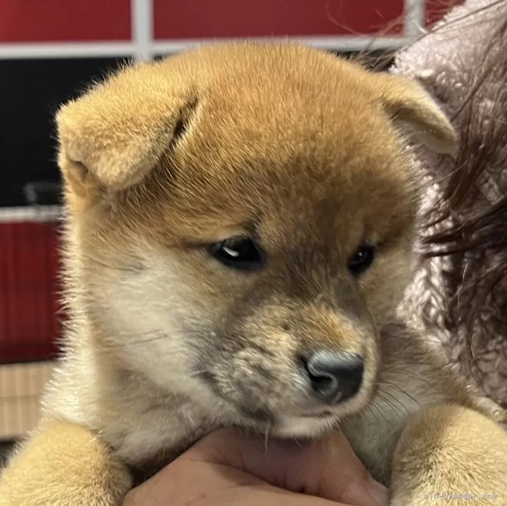 ID：2511-03888の子犬