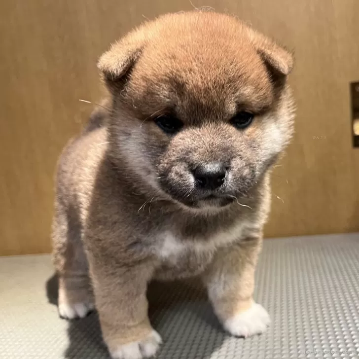 E.A 様のお迎えした子犬