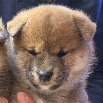 柴犬(標準サイズ)【埼玉県・女の子・2025年10月14日・赤】の写真「コロコロのたぬき顔」