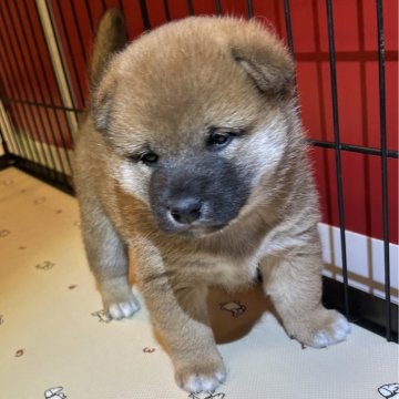 柴犬(標準サイズ)【埼玉県・男の子・2025年10月14日・赤】の写真「コロコロのたぬき顔」