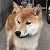 柴犬(標準サイズ)
