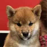 柴犬(標準サイズ)