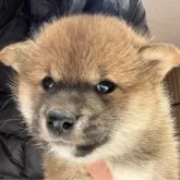 柴犬(標準サイズ)