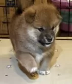 柴犬(標準サイズ)【埼玉県・男の子・2025年10月14日・赤】の写真3「遊ぶのも甘えるのも大好きな、元気いっぱいの男の子です。」