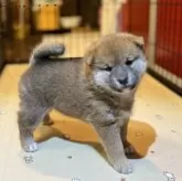 柴犬(標準サイズ)【埼玉県・女の子・2025年10月14日・赤】の写真3