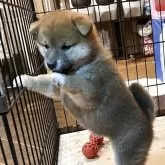 柴犬(標準サイズ)【埼玉県・女の子・2025年10月14日・赤】の写真5