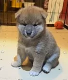 柴犬(標準サイズ)【埼玉県・男の子・2025年10月14日・赤】の写真6